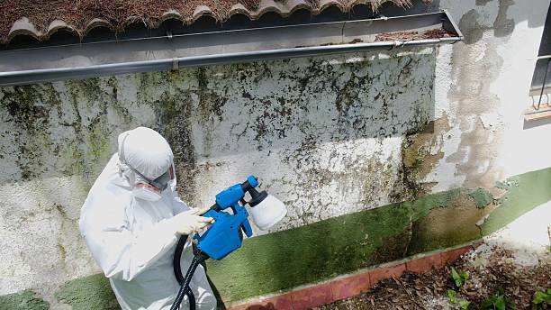 Top rated local Attic Mold Remediation specialists in Colleyville, TX